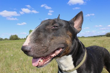 Bull Terrier