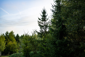 Scenic view of forest with blue sky in the background