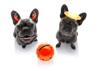 halloween  ghost  dogs trick or treat