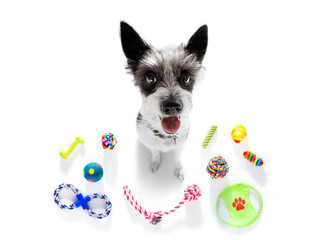 dog with pet toys