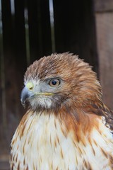 Red Tailed Hawk