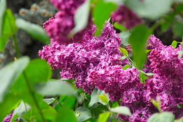 Flowering of purple lilacs