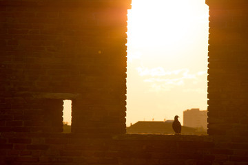 Bird Sundown