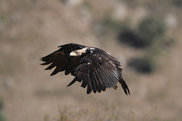 La imperial en vuelo