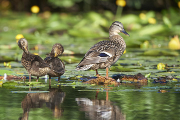 Stockente mit Küken