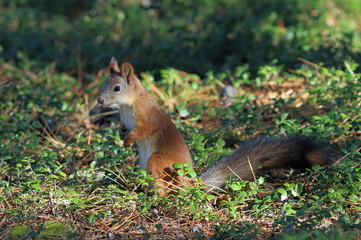 Sciurus vulgaris. Red squirrel in September on the Yamal Peninsula