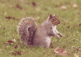 Naklejka na ściany i meble Grey Squirrel in Autumn Park M