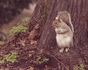 Grey Squirrel in Autumn Park Q