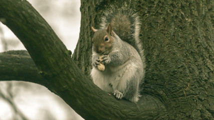 Grey Squirrel in Autumn Park R
