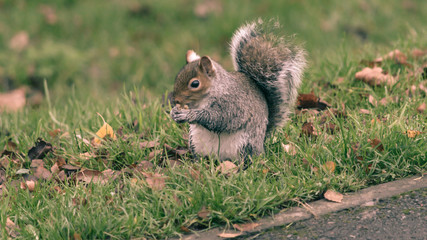 Naklejka na ściany i meble Grey Squirrel in Autumn Park T