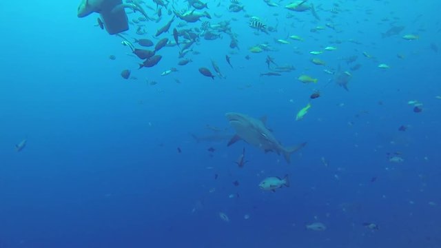 Shark swims up to trash bin, underwater POV