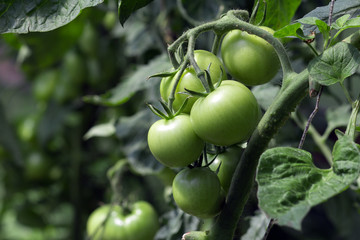 A branch of unripe green tomatoes