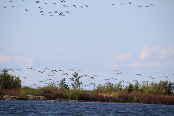Vogelschwarm in Schweden