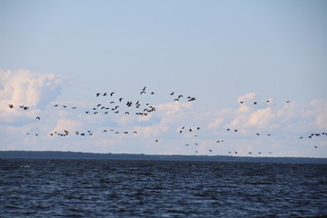 Vogelschwarm in Schweden