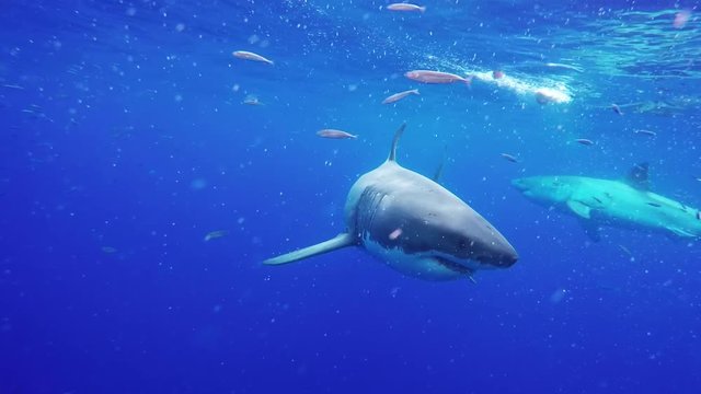Great white sharks in open ocean, POV
