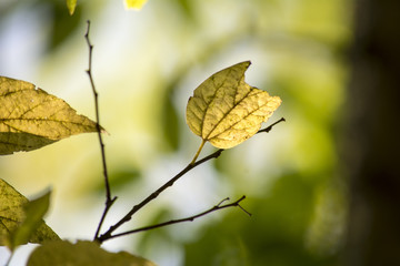 The colors of in the forest