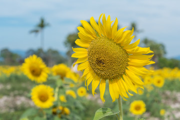 Beautiful sunflowers at the flower garden