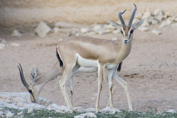 Dorcas Gazelle, Arabian Sand, Goitered Gazelle, antelope