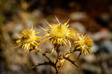 Dried out thistle in the beautiful gorges du tavignano