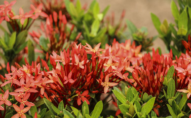 Red flower, Ixora chinensis