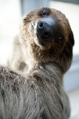 Zoo Sloth Portrait © MolnarPhoto