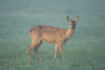 Ricke, Rehwild