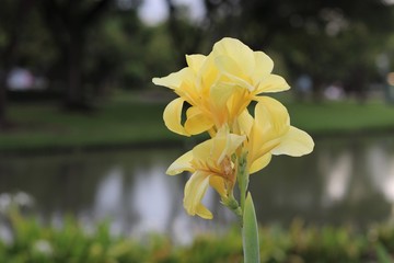 Canna lily flowers yellow color beauty in the park