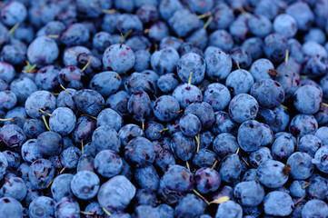 Harvest of fresh blueberries