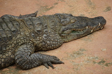 Obraz premium Le crocodile