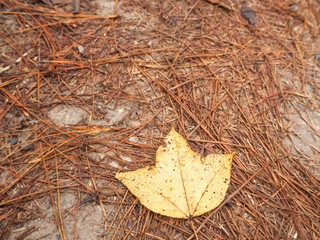 A single yellow leaf on the ground in pine forest