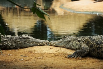 L'amour des crocodiles