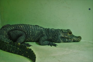 Bébé crocodile