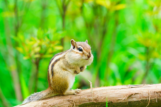 リス の画像 363 551 件の Stock 写真 ベクターおよびビデオ Adobe Stock