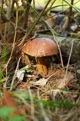 Imleria badia with dark brown cap