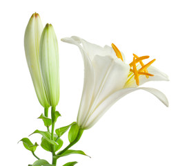 Beautiful white lily, isolated on white