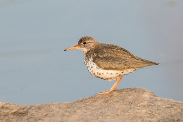 Spotted sandpiper posing on a rock