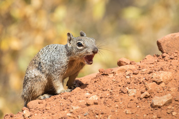 Naklejka na ściany i meble Squirrel on alarm in the Grand Canyon