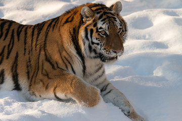 Fototapeta na wymiar Tiger in the winter