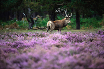 Red deer stag in blooming moorland.
