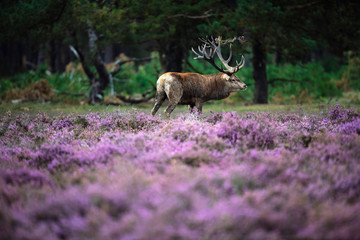 Red deer with pieces of heather bush in antlers.