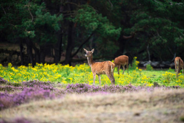 Red deer hind in field with yellow flowers and blooming heather.
