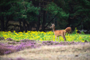 Naklejka na ściany i meble Red deer hind in field with yellow flowers and blooming heather.