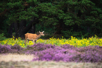 Naklejka na ściany i meble Feeding red deer hind in field with yellow flowers and blooming heather.