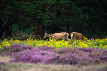 Two grazing red deer hinds in field with yellow flowers and blooming heather.