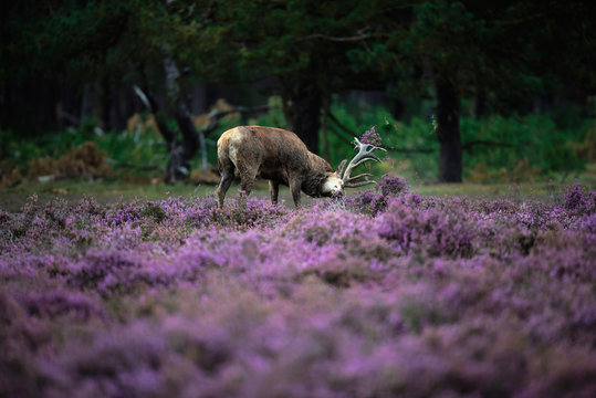 Red deer tossing with antlers in heather bushes.