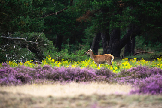 Young red deer in field with yellow flowers and blooming heather.