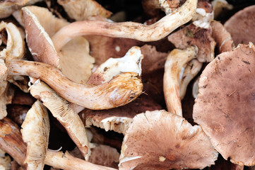 picking fresh mushrooms