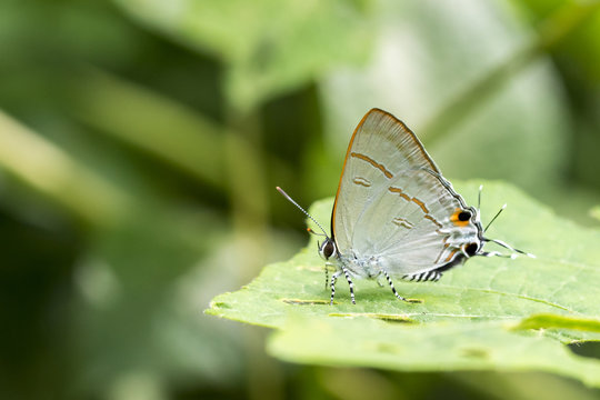 Image of common red flash butterfly (Rapala iarbus iarbus Fabricius, 1787) on green leaves. Insect Animal