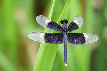 Image of Pied Paddy Skimmer Dragonfly (Neurothemis Tullia) on green leaves. Insect Animal