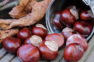 Kastanien sammeln